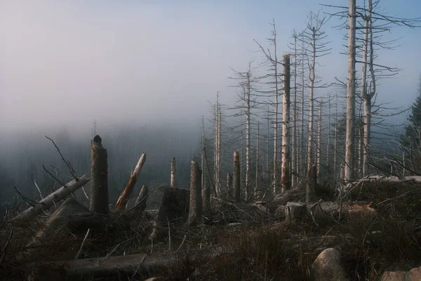 Bela Vista Floresta Com Árvores Mortas — Fotografia de Stock