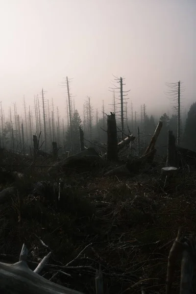 Bela Vista Floresta Com Árvores Mortas — Fotografia de Stock