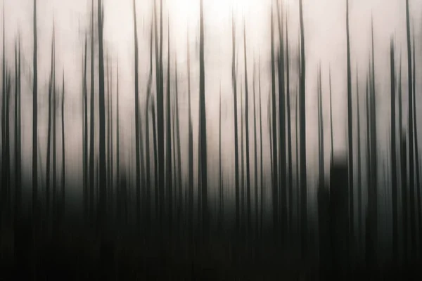 Abstrakt Bakgrund Textur Skog Träd — Stockfoto