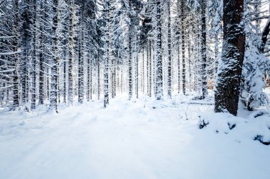 Karla kaplı ağaçları olan güzel bir orman.