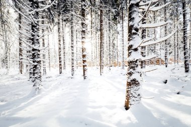 Kış ormanı Kış orman manzarası. karla kaplı ağaçlar.