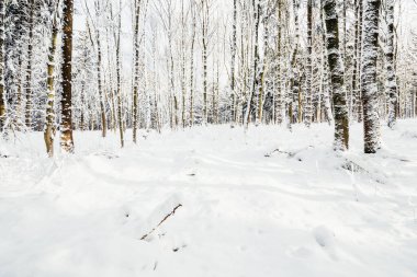 Karlı bir günde kış ormanı. Soğuk bir günde kış ormanı. Karla kaplı ağaçlar. güzel doğa.