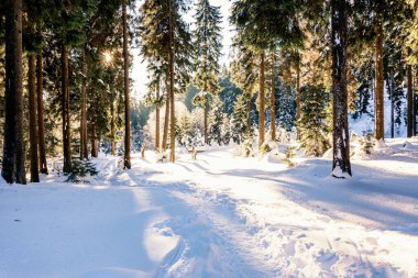 Ormanda köknar ağaçları olan kış manzarası.