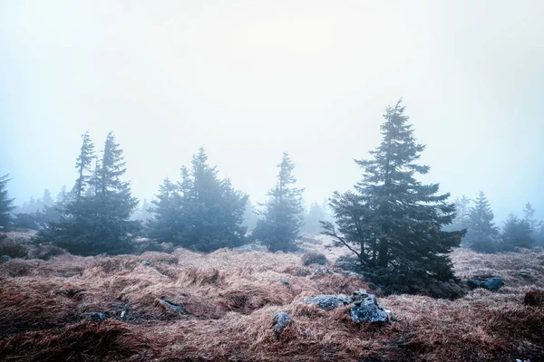 朝の霧のウィンターフォレスト — ストック写真