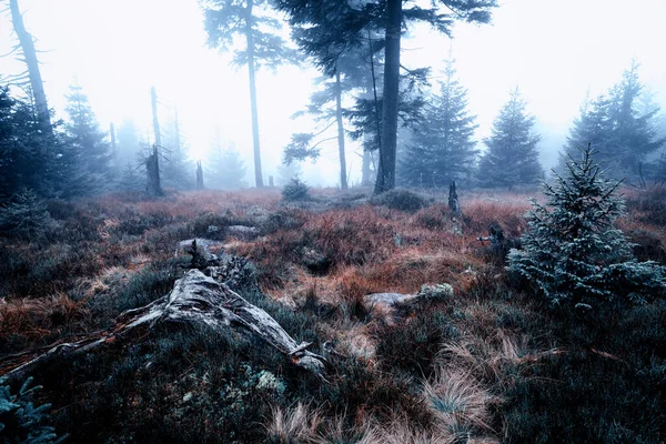 Туманний Осінній Пейзаж Ялинками — стокове фото