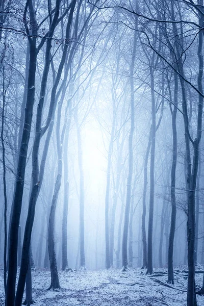 Piękny Mglisty Las Drzewami Zimie — Zdjęcie stockowe
