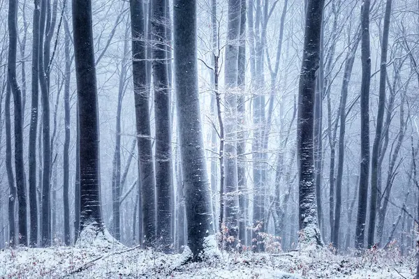 Skog Morgonen Vinterlandskap — Stockfoto