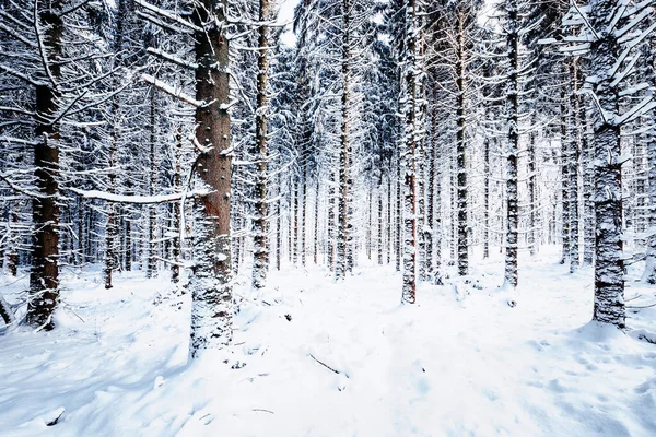 Vinter Skog Landskap Talldunge — Stockfoto
