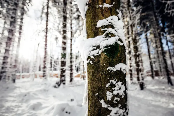 Kışın Karla Kaplı Orman Kış Arkaplanı — Stok fotoğraf