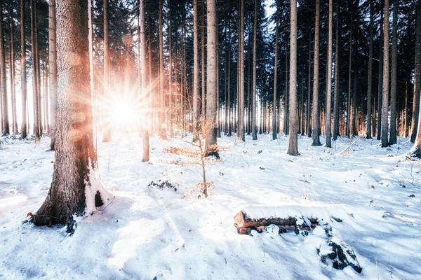 Vinter Skog Kvällen Vacker Bakgrund — Stockfoto