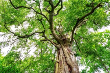 Ormandaki yeşil ağaç, güzel bir arka plan.