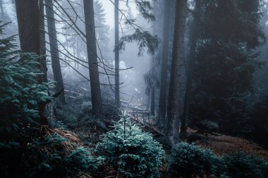 Sonbaharda orman ağaçları ve sis, güzel bir arka plan.