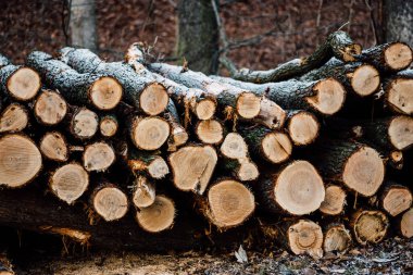 Ormanda odun yığını manzarası