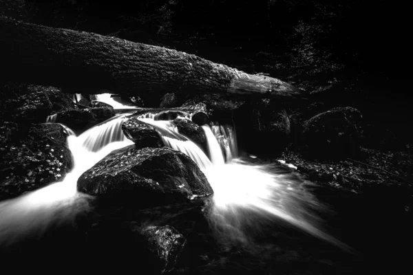 森の中の小さな滝の黒と白のイメージ — ストック写真