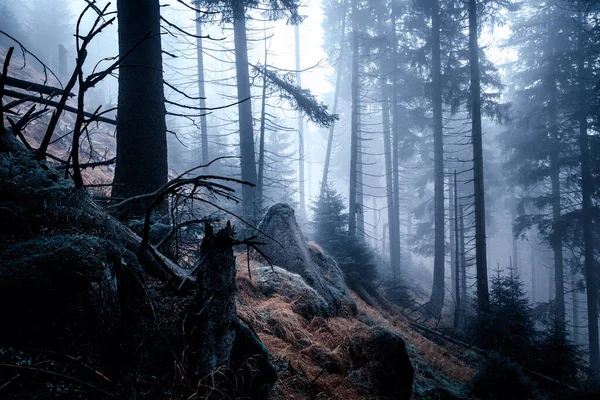 Schöne Landschaft Mit Nebligem Bergwald — Stockfoto