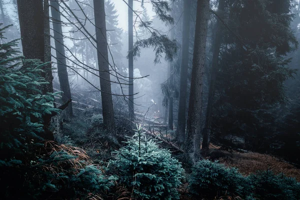 Árvores Floresta Nevoeiro Outono Belo Fundo — Fotografia de Stock