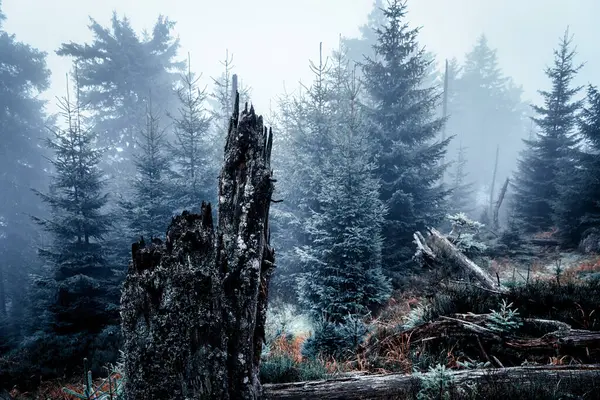 Mistige Ochtend Het Bos Mooie Achtergrond — Stockfoto