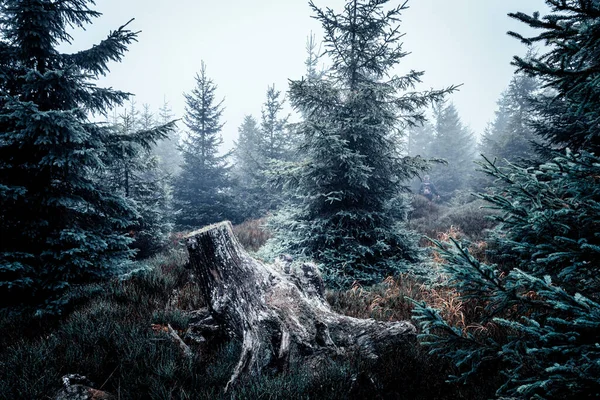Beautiful View Forest Foggy Day — Stock Photo, Image