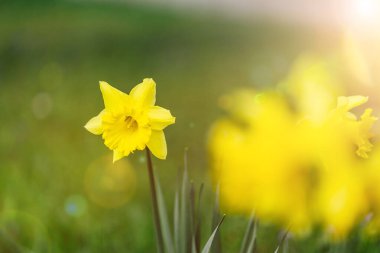 Baharın bahçesindeki sarı nergis çiçeklerini kapat..