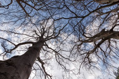 Mavi gökyüzü karşı çıplak ağaçlar