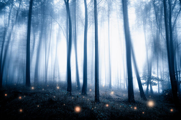 Mysterious forest in the fog, beautiful background