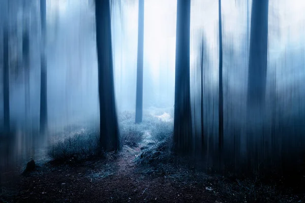 Dark Forest Pine Trees Fog — Stock Photo, Image