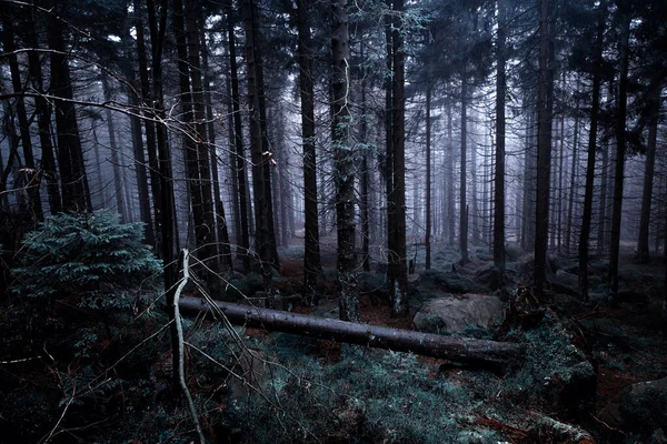 Ciemny Tajemniczy Las Sosnowy Mgłą Ciemnym Lasem — Zdjęcie stockowe