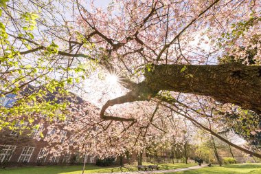 Güneşli bir günde parkta kiraz çiçekleri
