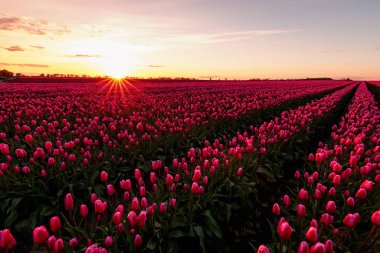 Kırmızı lale tarlası. Doğa arkaplanı