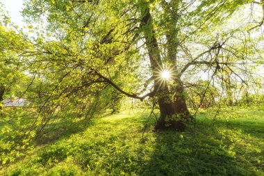 bahar manzarası. Parkta ağaçlar olan yeşil çayır.