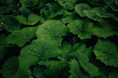 Karanlık ormanda yeşil yapraklar 