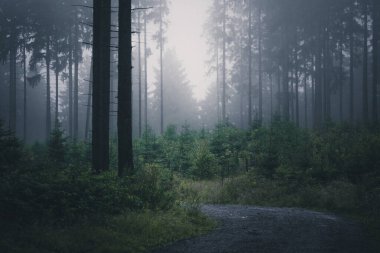 Sis içindeki güzel yeşil orman