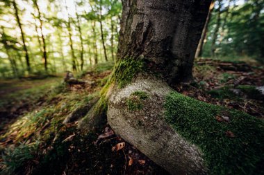 Güneşli ormanda ağaç gövdesi