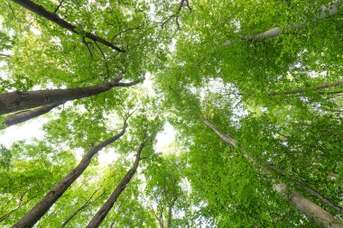 Orman yeşil ağaçların alttan görünüm