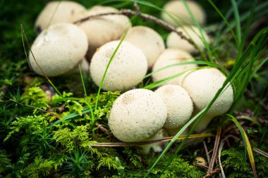 ormanda yetişen mantar yakın