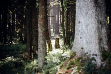Gündüz vakti güzel yeşil orman