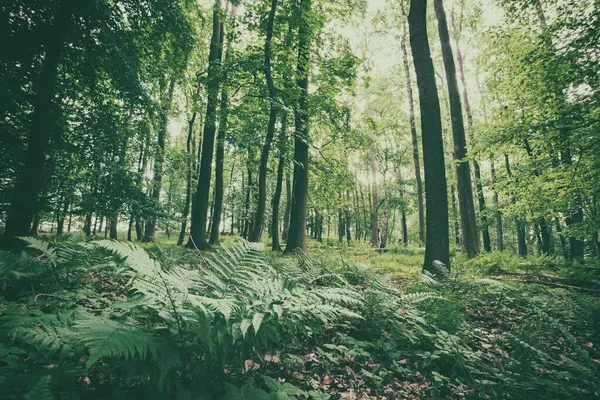 Beautiful green forest with ferns