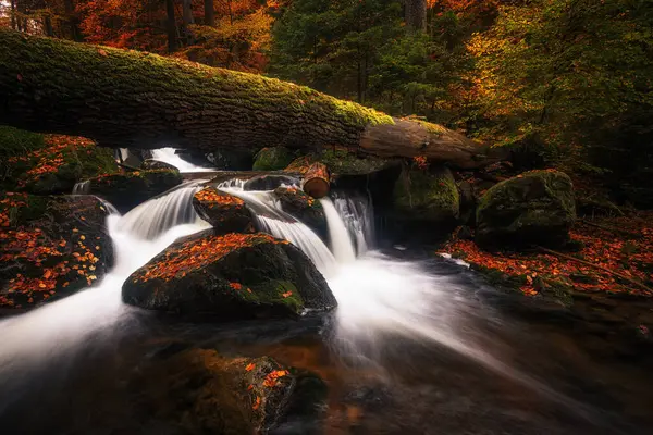 Каскад Большим Старым Стволом Дерева Красочном Осеннем Лесу — стоковое фото