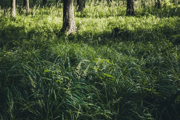 Зеленая Трава Солнечном Лесу — стоковое фото