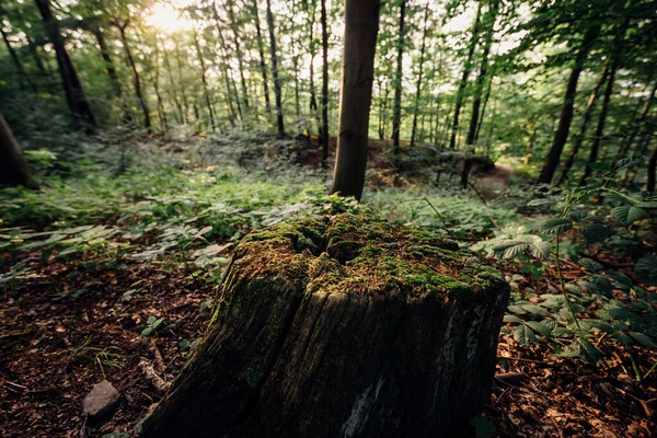 Beautiful Forest Sunny Time — Fotografia de Stock