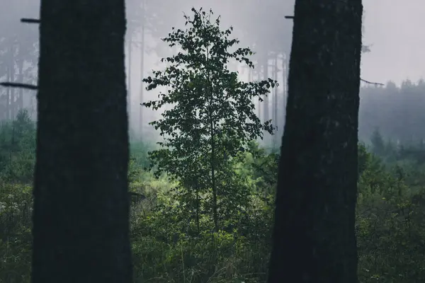 Bella Foresta Nel Tempo Nebbioso — Foto Stock