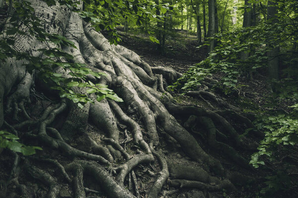 Beautiful tree roots in forest