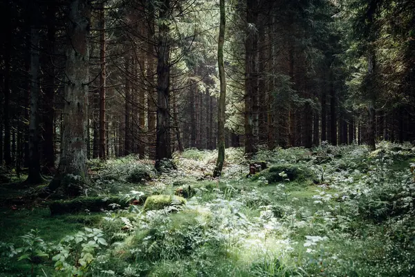 Зеленый Лес Дневное Время — стоковое фото