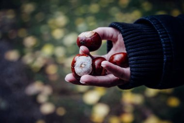 Olgun bir kestaneyi tutan bir ele yaklaş