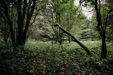Gündüz vakti güzel yeşil orman