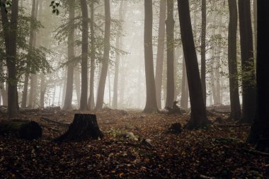 Eski ahşap döşemeleri ve ağaç gövdeleri olan sisli sonbahar ormanı.