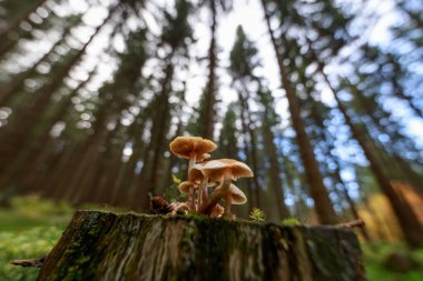 Ormandaki ağaç kütüğündeki mantarlar