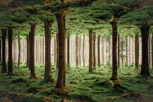 Красивий Зелений Ліс Вдень — стокове фото