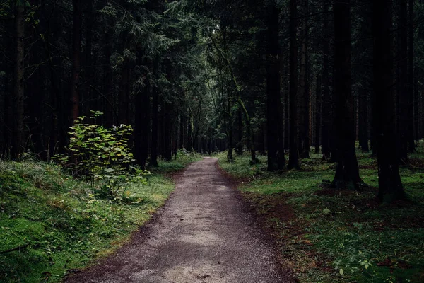 Road Path Beautiful Forest — Stock Photo, Image