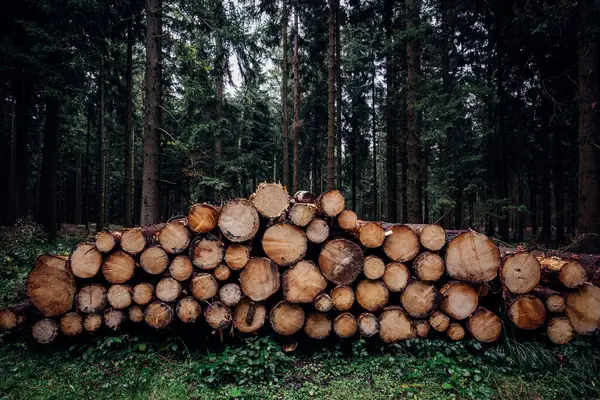 Kupa Drewnianych Kłód Lesie — Zdjęcie stockowe